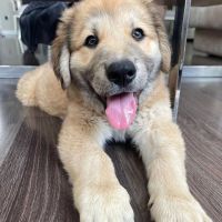 MAUI, tu osito de peluche.