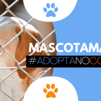¿Quieres adoptar una mascota?